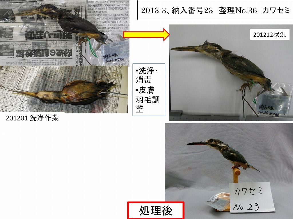 陸前高田市立博物館所蔵 剥製・動物遺存体資料修復管理データベース