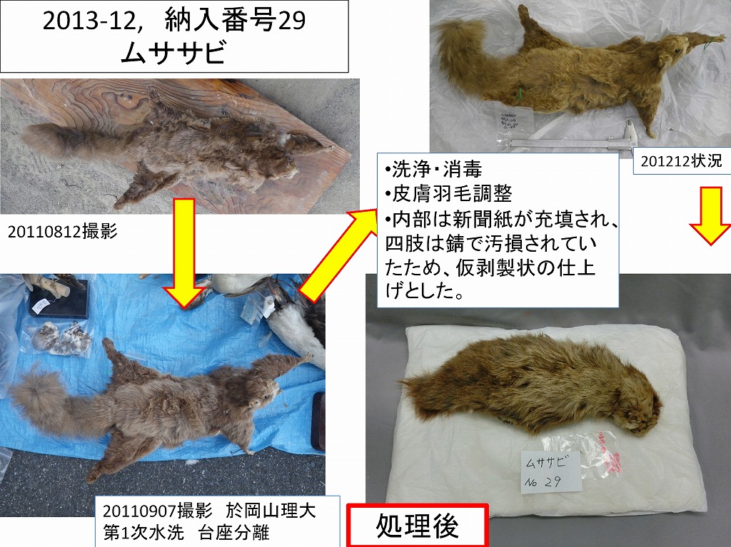 陸前高田市立博物館所蔵 剥製・動物遺存体資料修復管理データベース