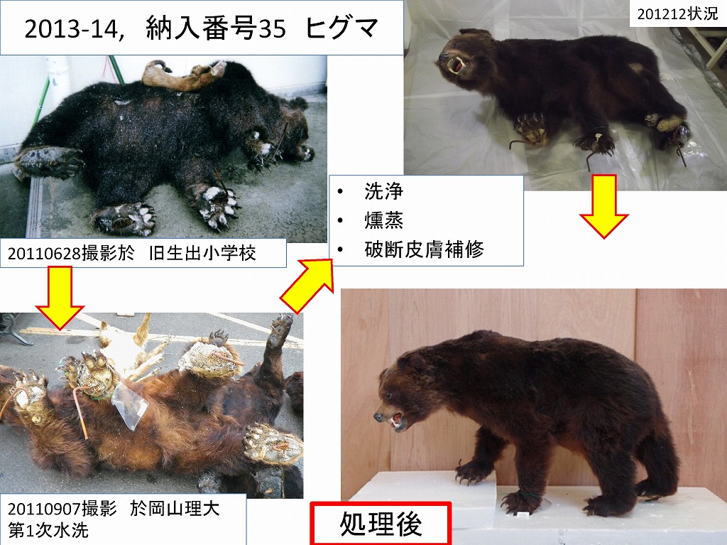 【シュウ】剥製 リアルなサイの胸像、偽剥製 - Etsy 日本